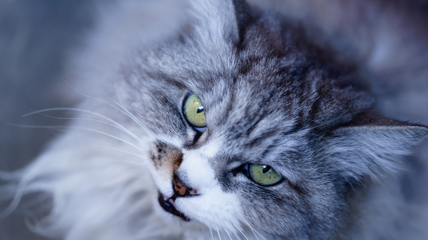 Морда недовольного серого кота с зелеными глазами крупным планом