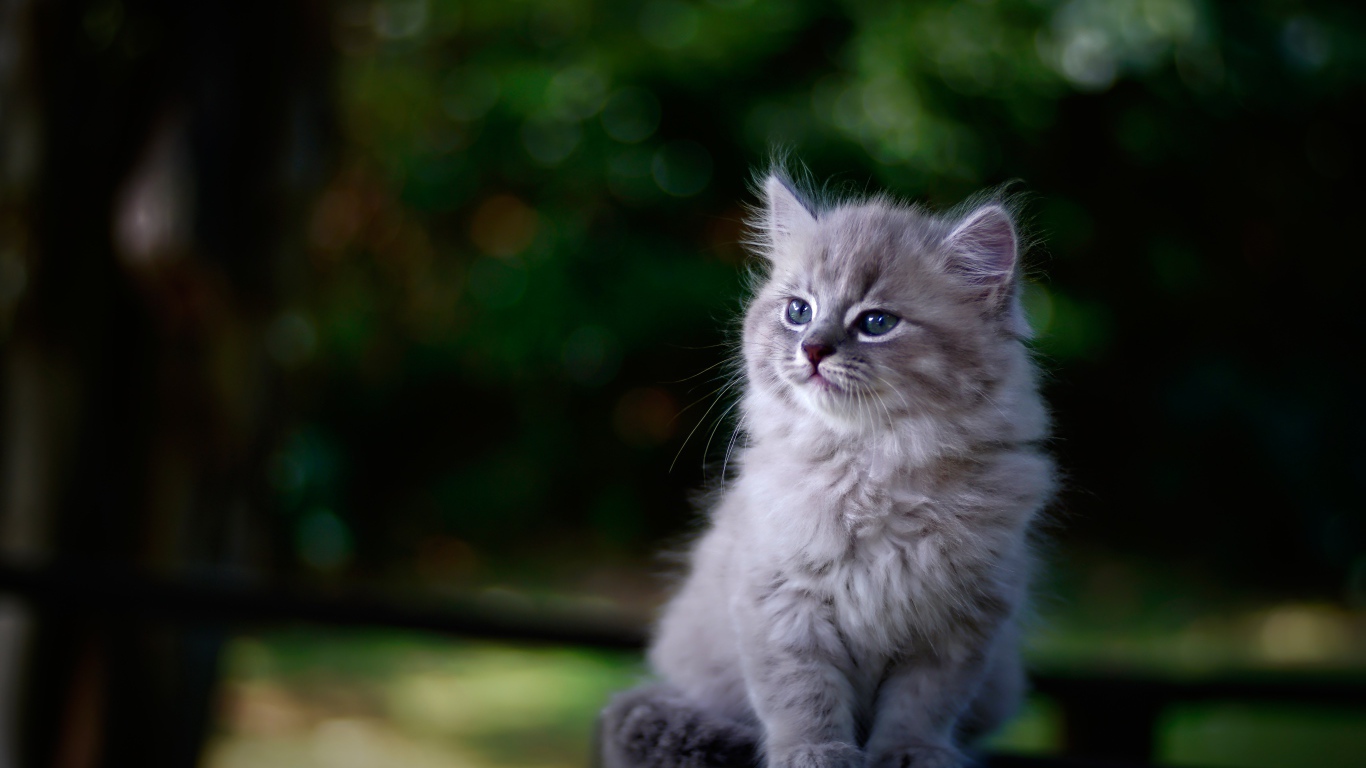 Породистый серый котенок сидит на лавке 