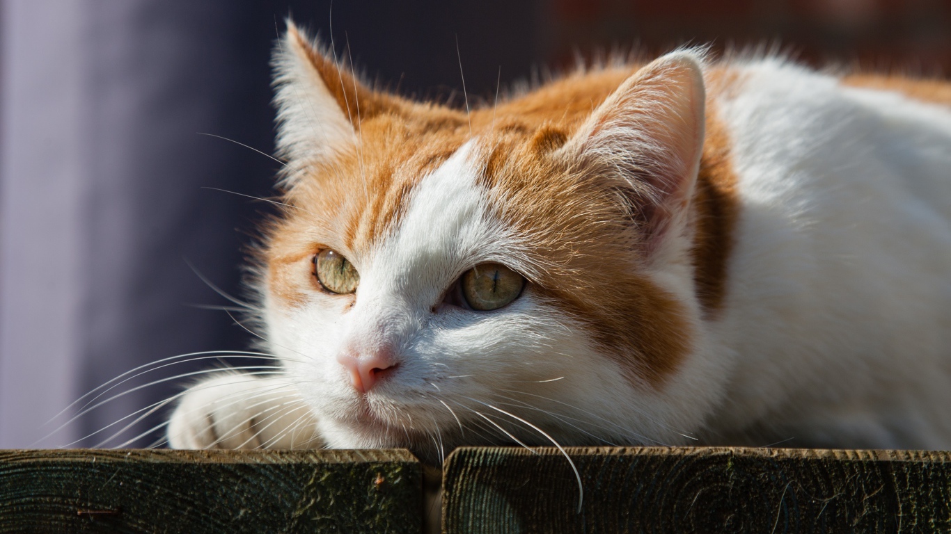 Рыжий с белым кот лежит на досках 