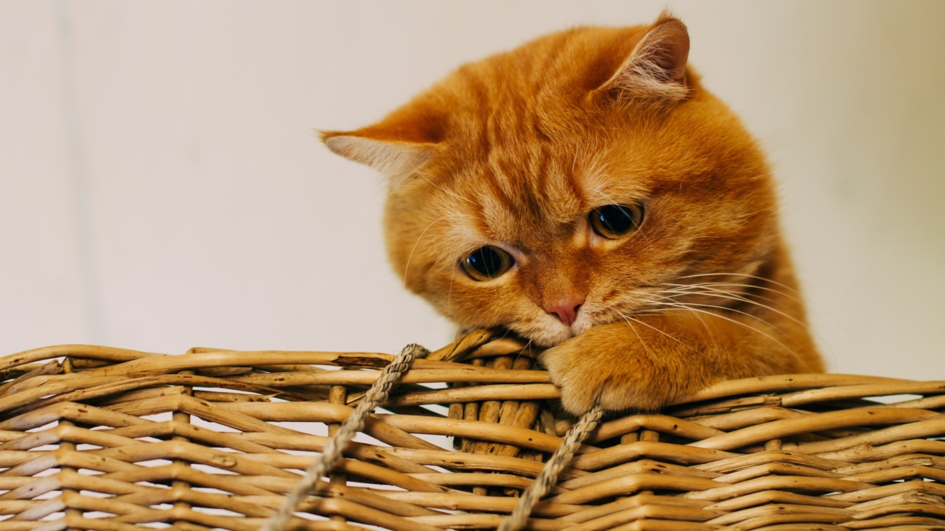 Рыжий забавный кот сидит в плетеной корзине