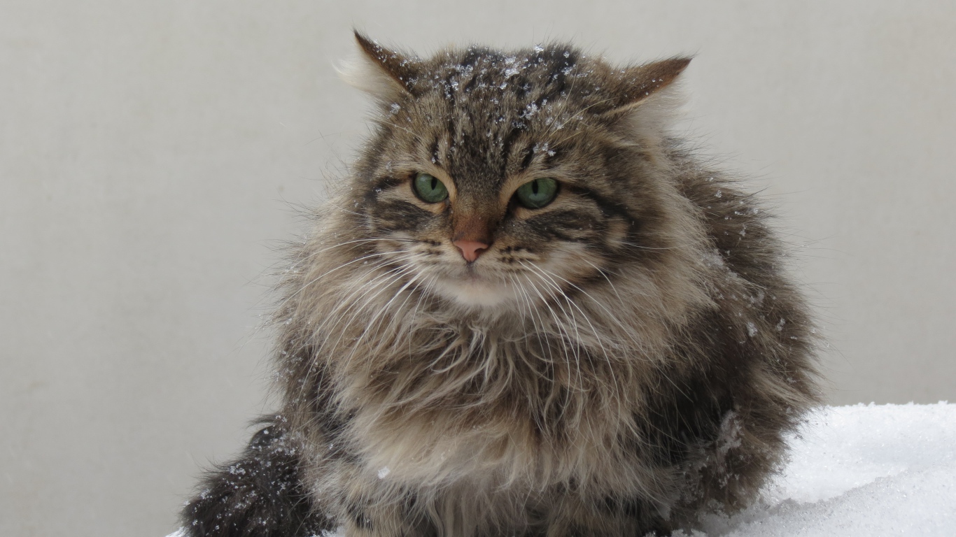 Грозный серый кот сидит на снегу