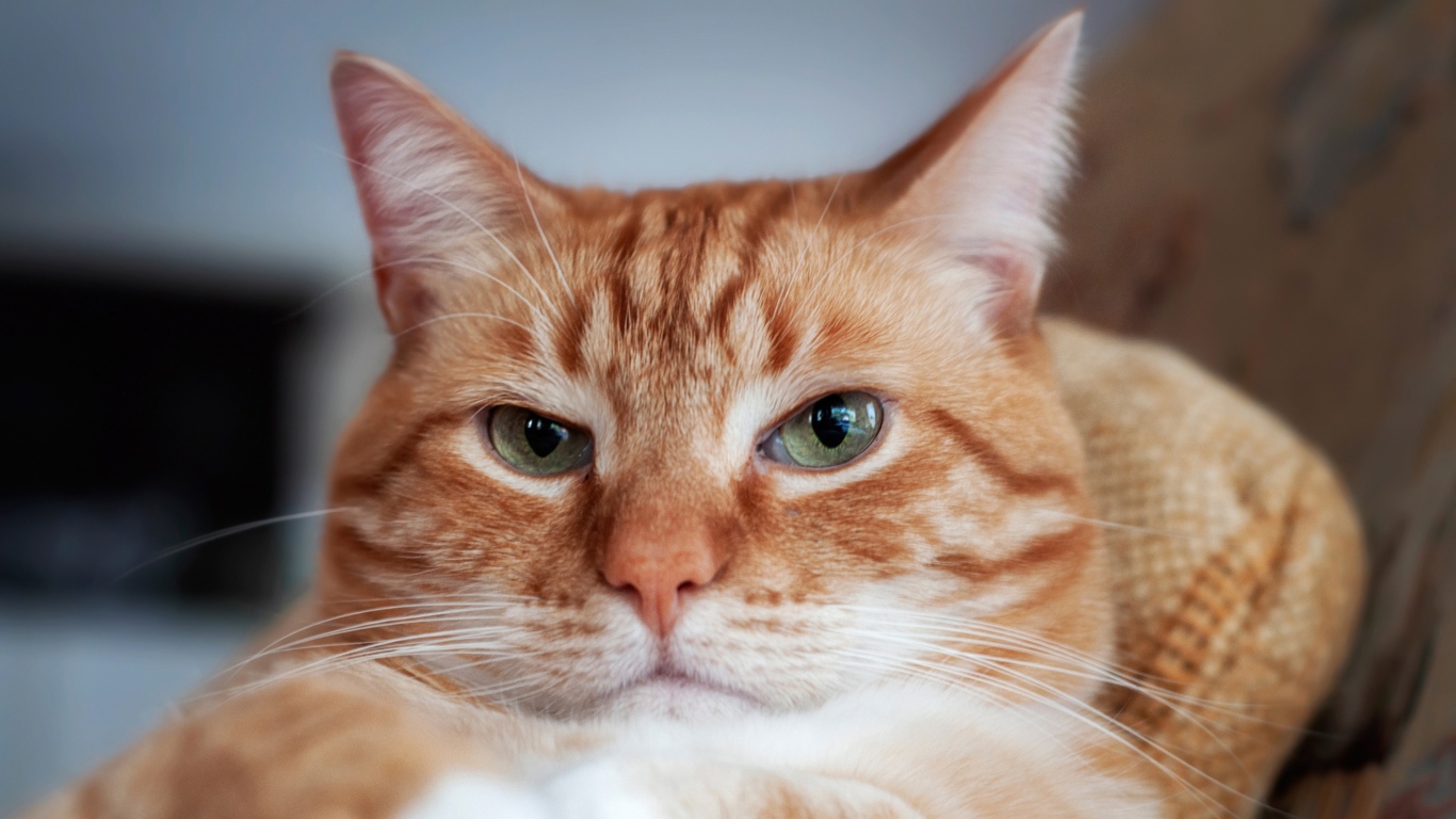 Морда красивого рыжего кота с зелеными глазами