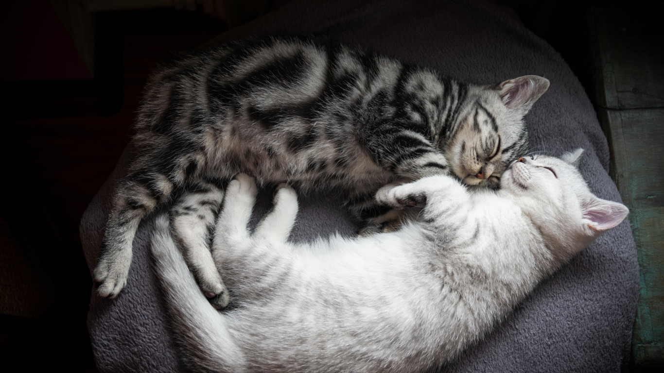 Два милых породистых котенка спят на кровати 