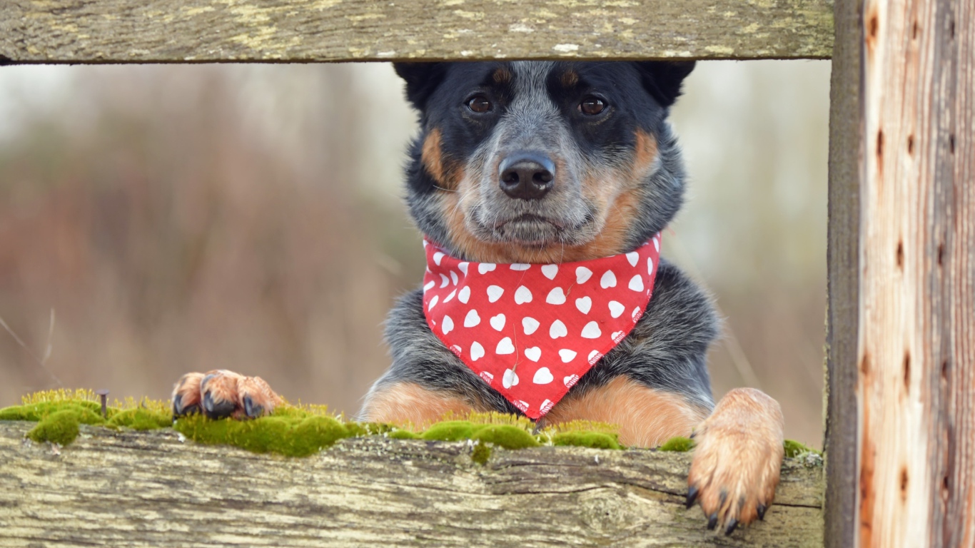 Собака с платком на шее стоит у забора