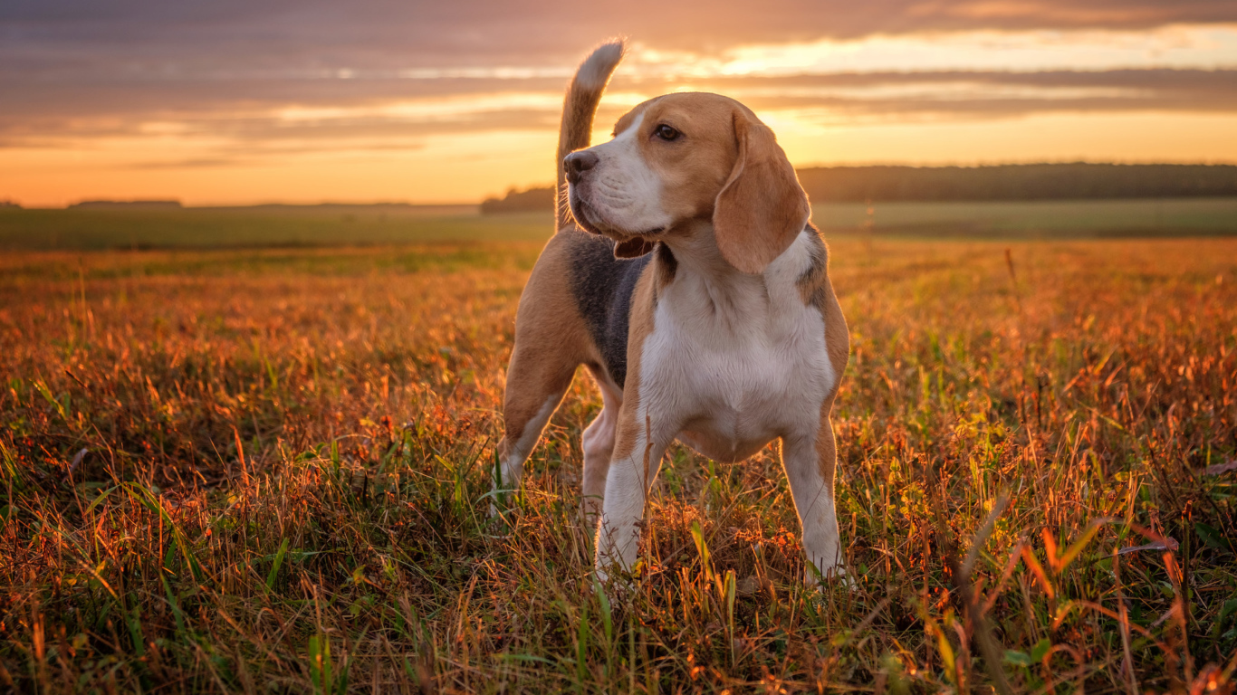 Собака породы бигль стоит на поле на закате