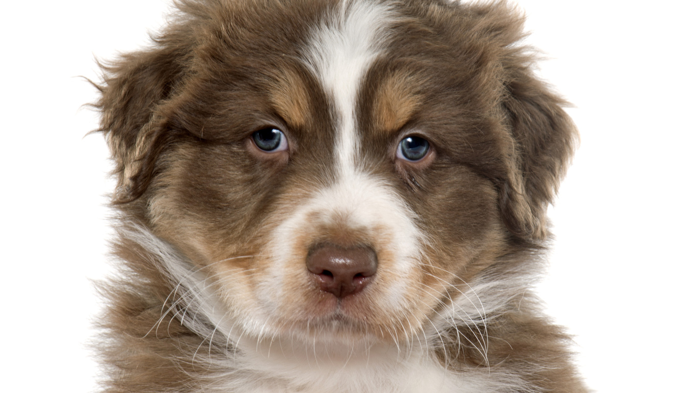 Красивый щенок австралийской овчарки на белом фоне