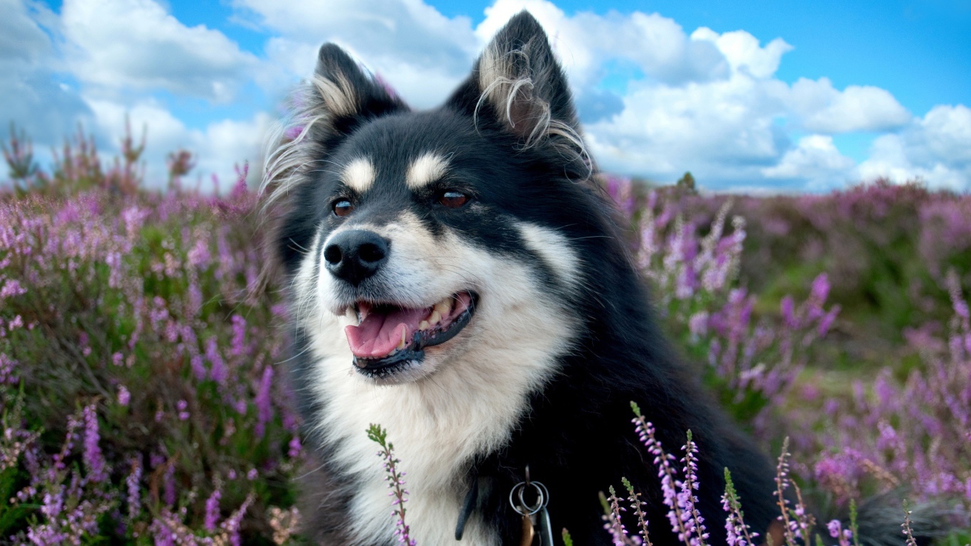 Красивая породистая собака сидит в сиреневых цветах