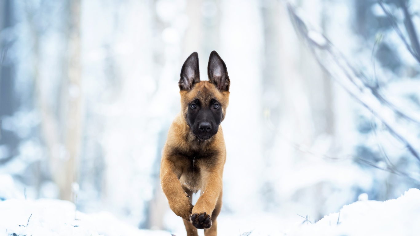 Бельгийская овчарка Малинуа бежит по белому снегу