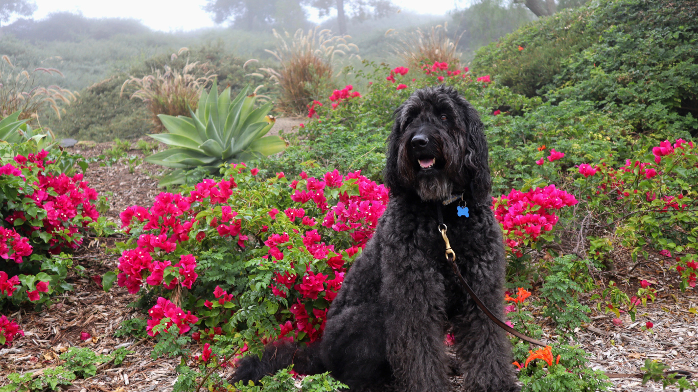 Большая Испанская водяная собака сидит у красных цветов