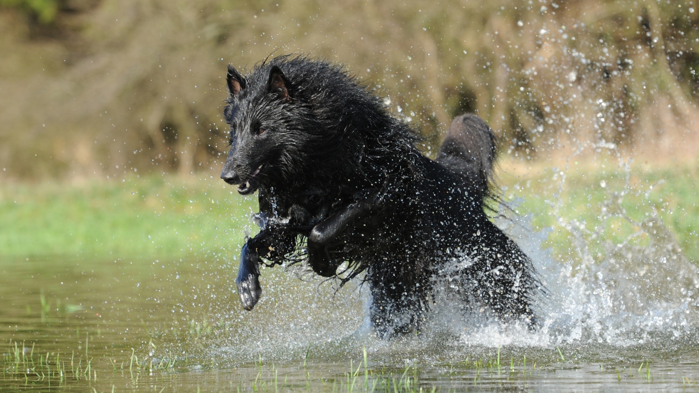 Черная Бельгийская овчарка бежит по воде