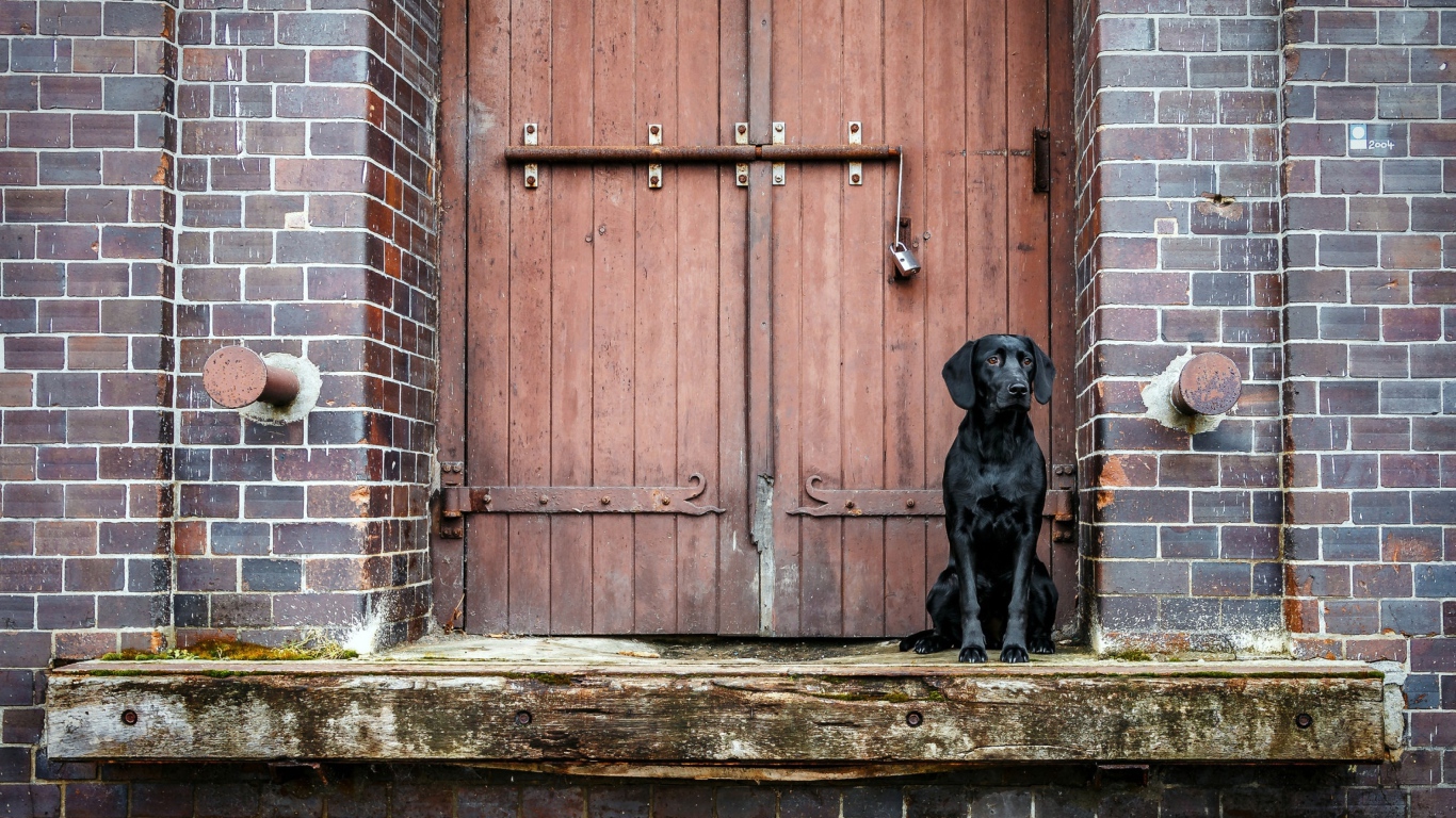 Черный лабрадор сидит у дверей 