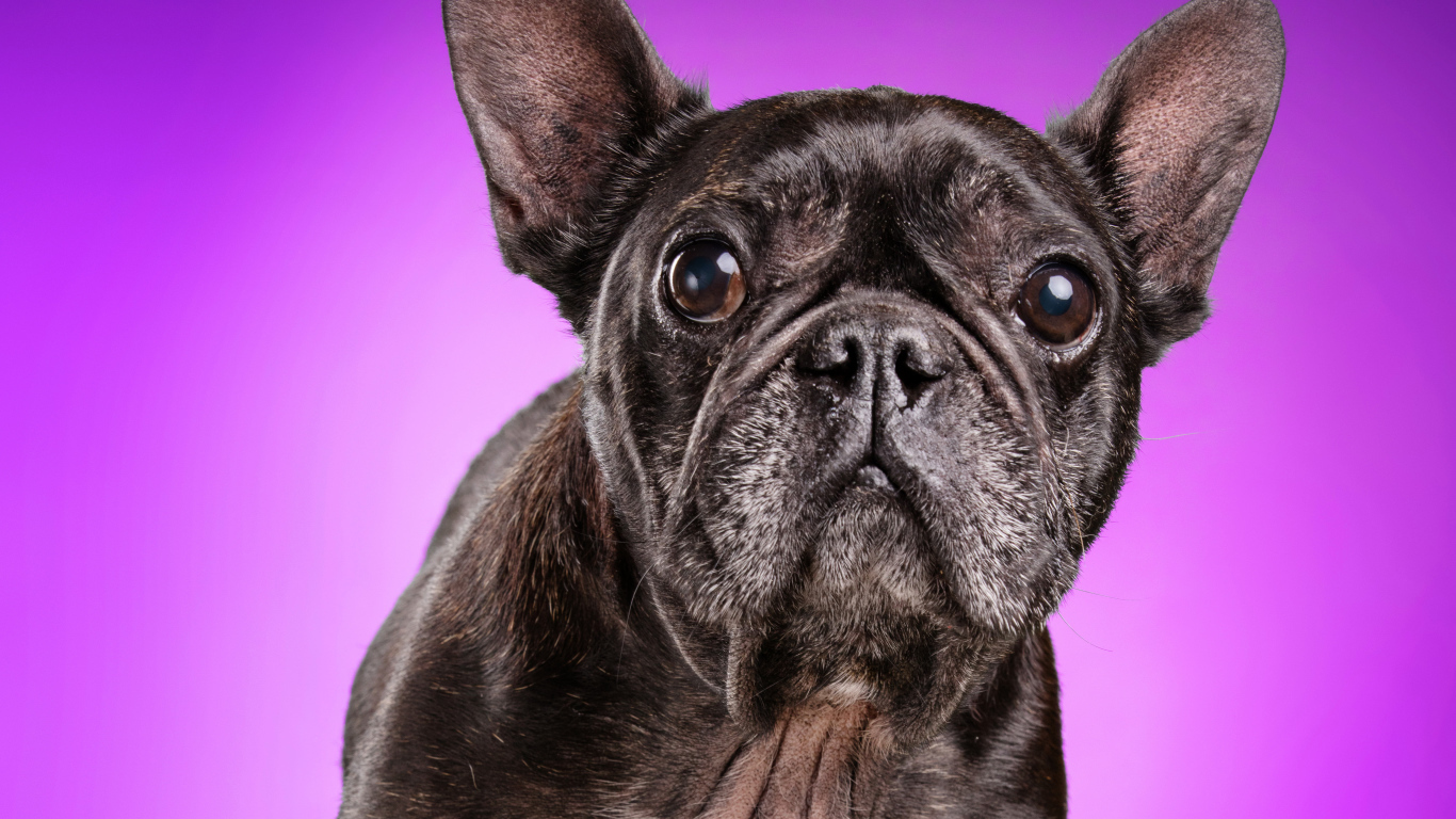 Черный бульдог на сиреневом фоне крупным планом