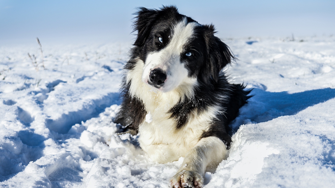 Бордер-Колли с голубыми глазами лежит на белом снегу 
