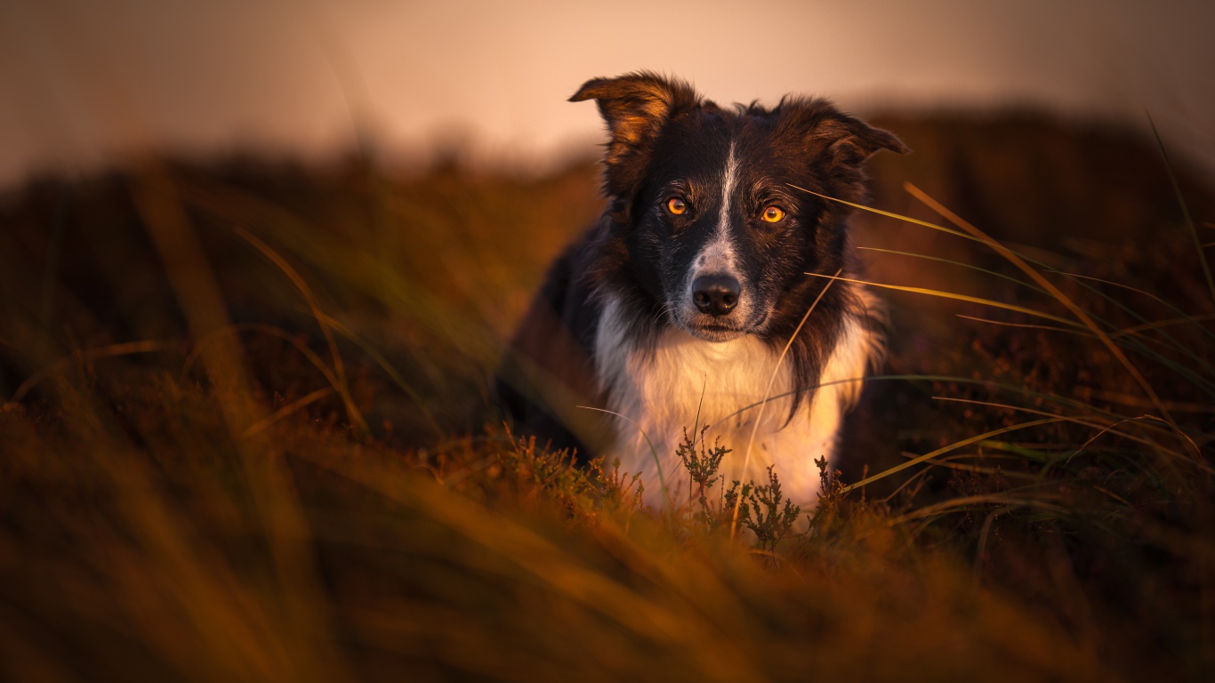 Собака породы бордер колли в траве