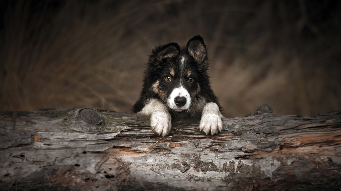 Border Collie puppy lying on a dry tree