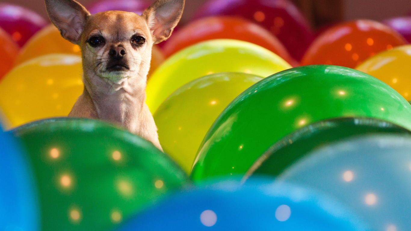 Чихуахуа сидит в воздушных шариках 