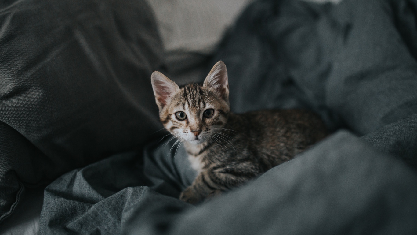 Милый серый котенок лежит на сером покрывале