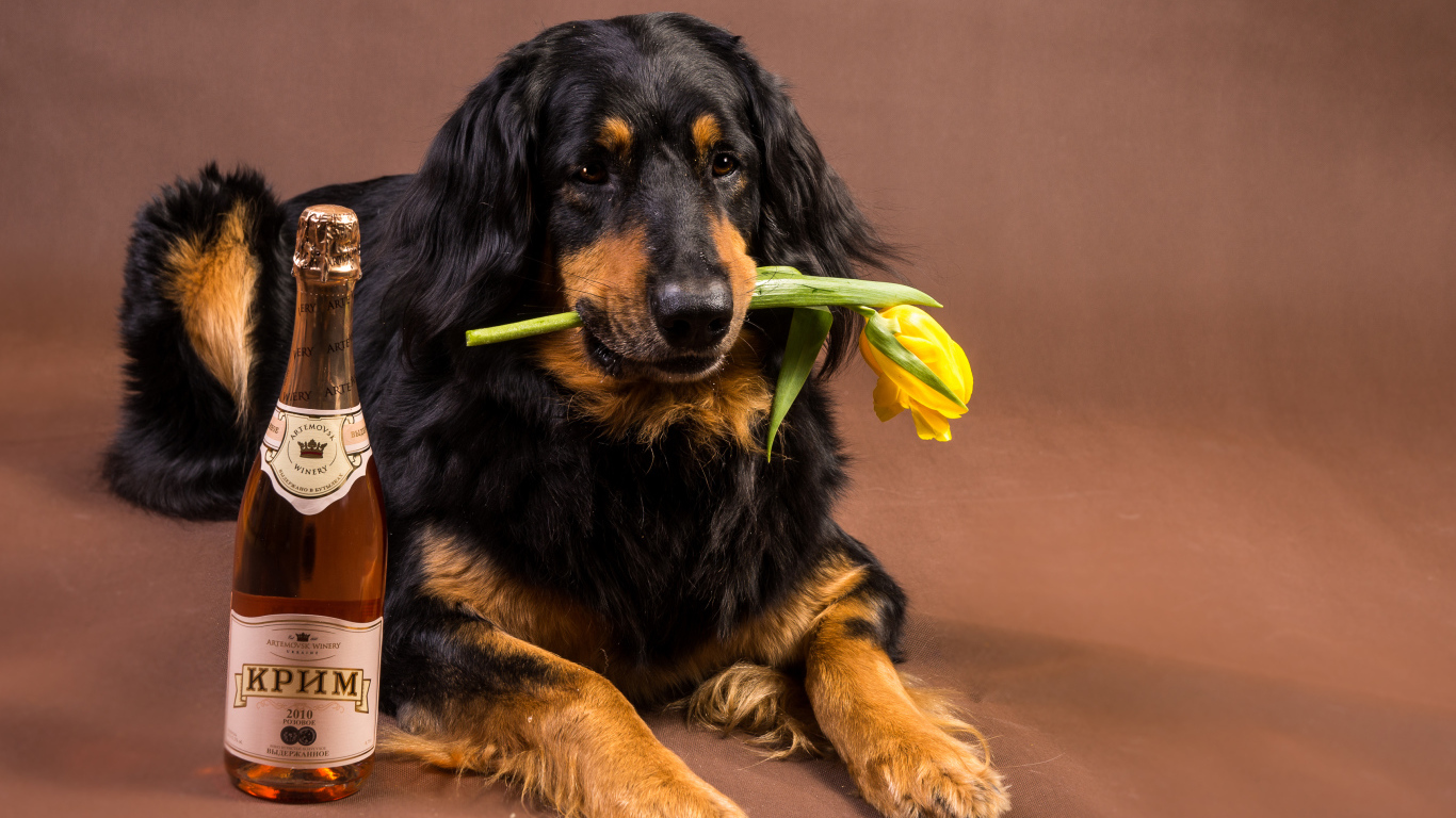 Собака породы ховаварт с шампанским и тюльпаном в зубах 