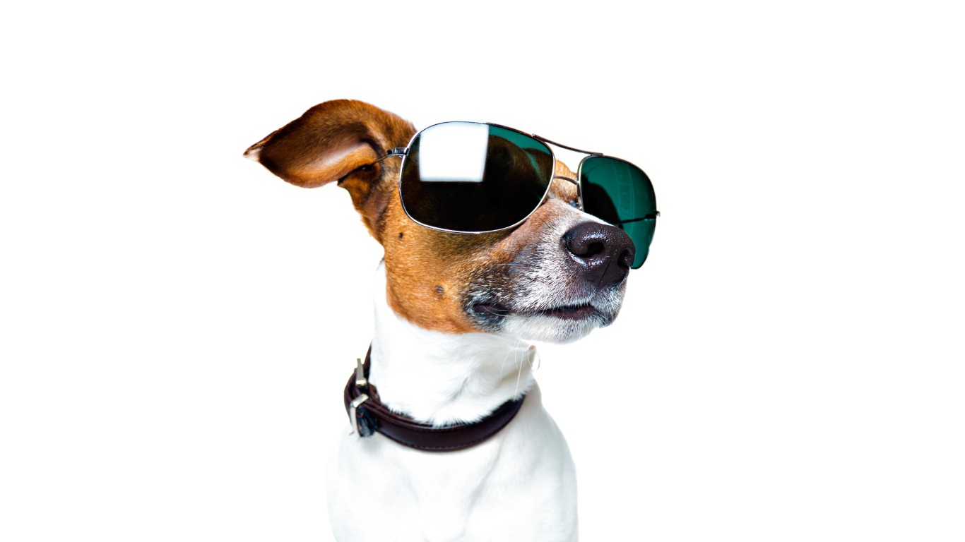 Модный Джек рассел терьер в очках на белом фоне