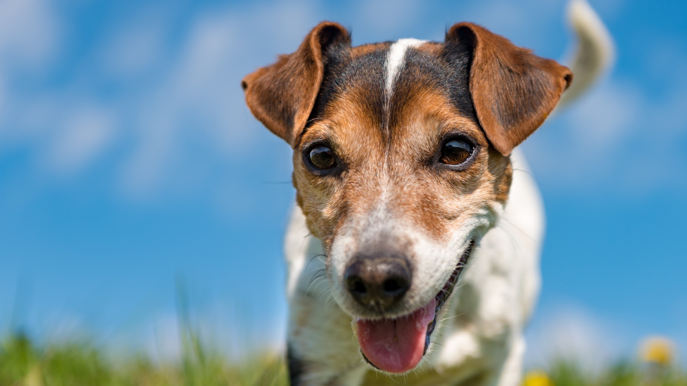 Смешной пес породы Джек-рассел-терьер крупным планом