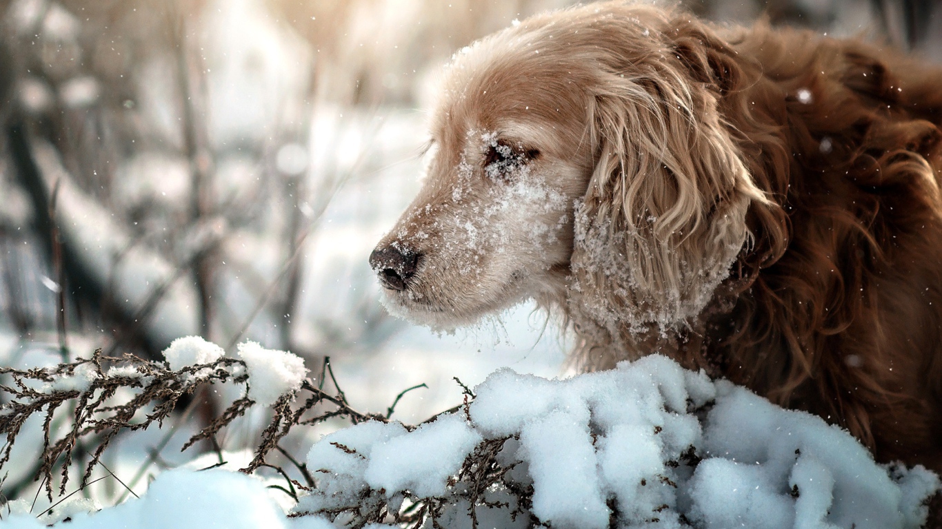 Золотистый ретривер с мордой в снегу