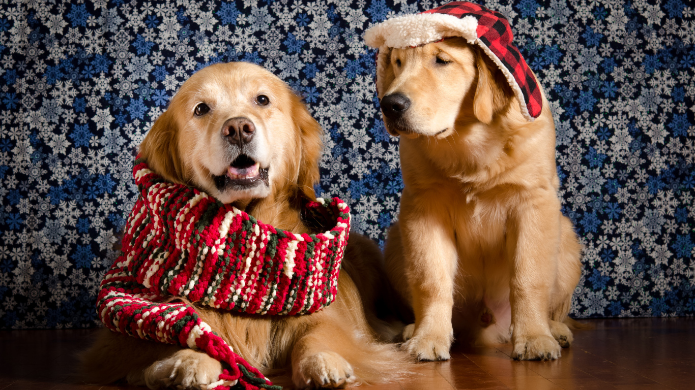 Золотистый ретривер с шарфом на шее и золотистый ретривер в шапке на фоне стены