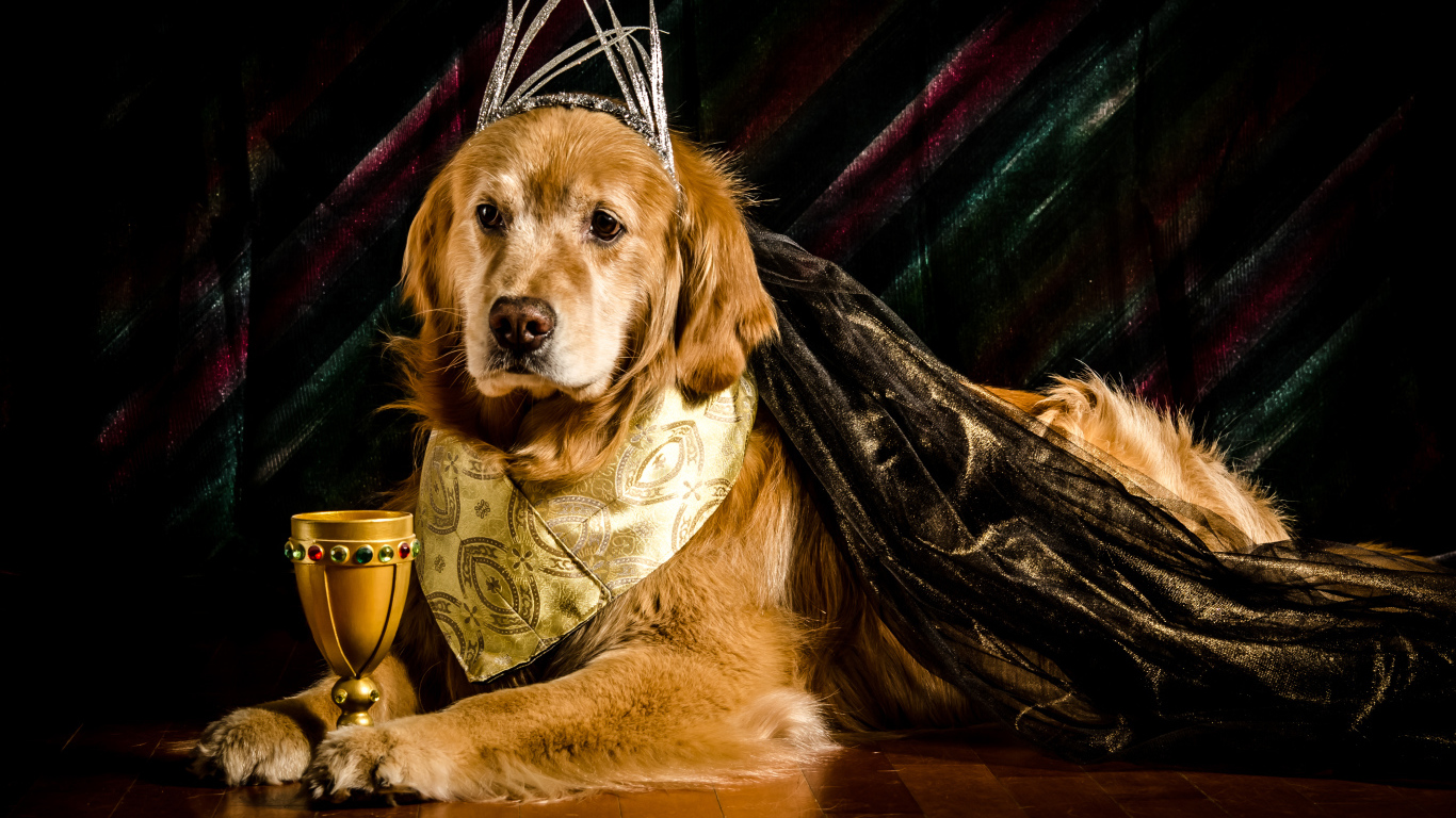 Золотистый ретривер в костюме с кубком