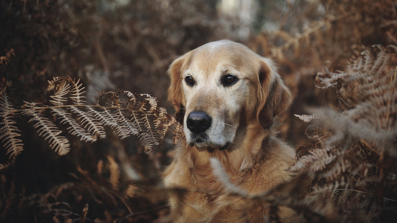 Золотистый ретривер сидит в траве 