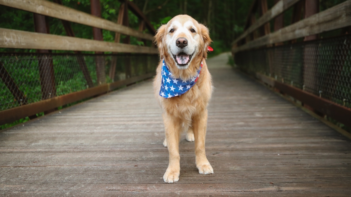 Золотистый ретривер с платком на шее стоит на мосту