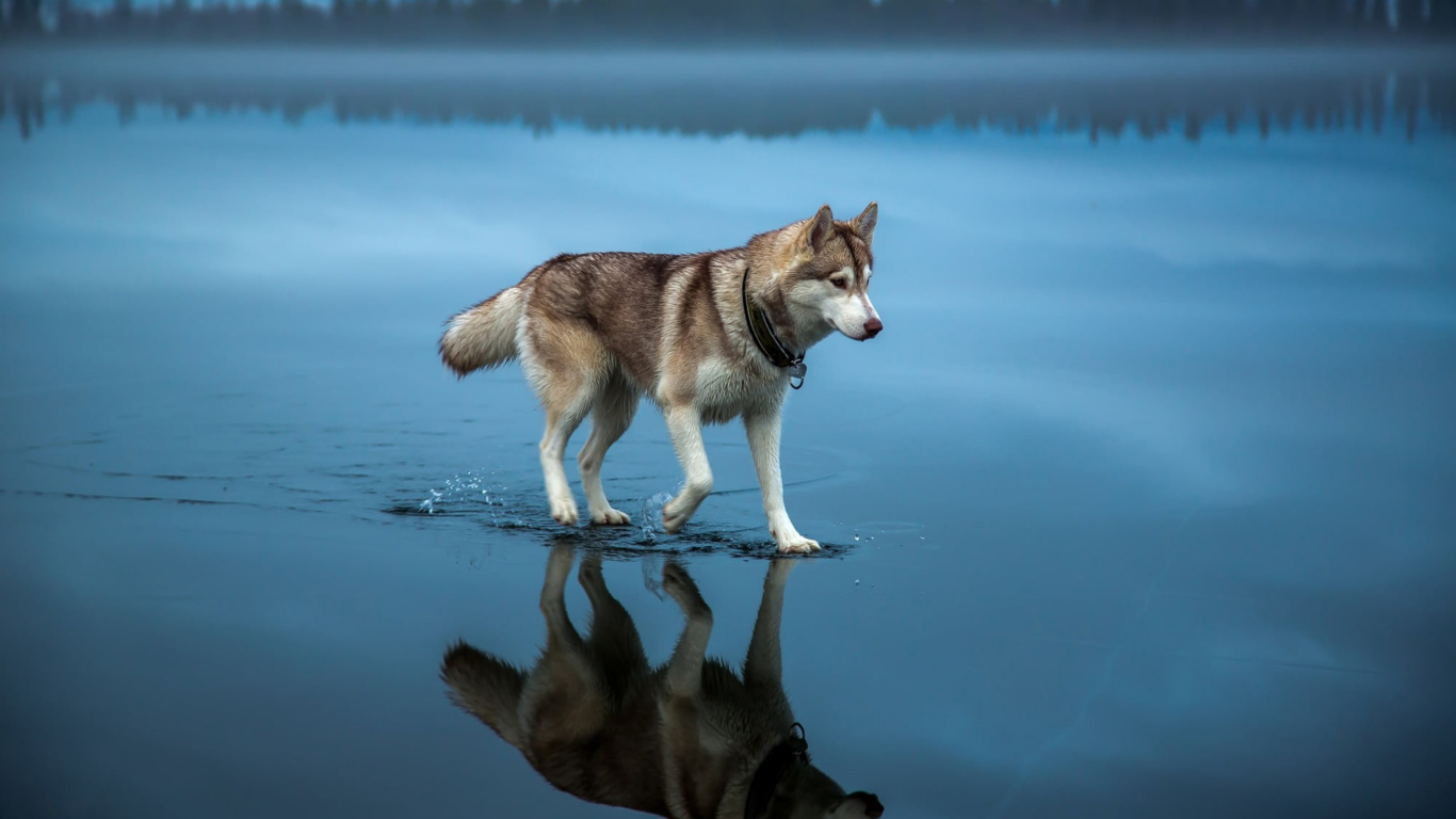Husky is on the water