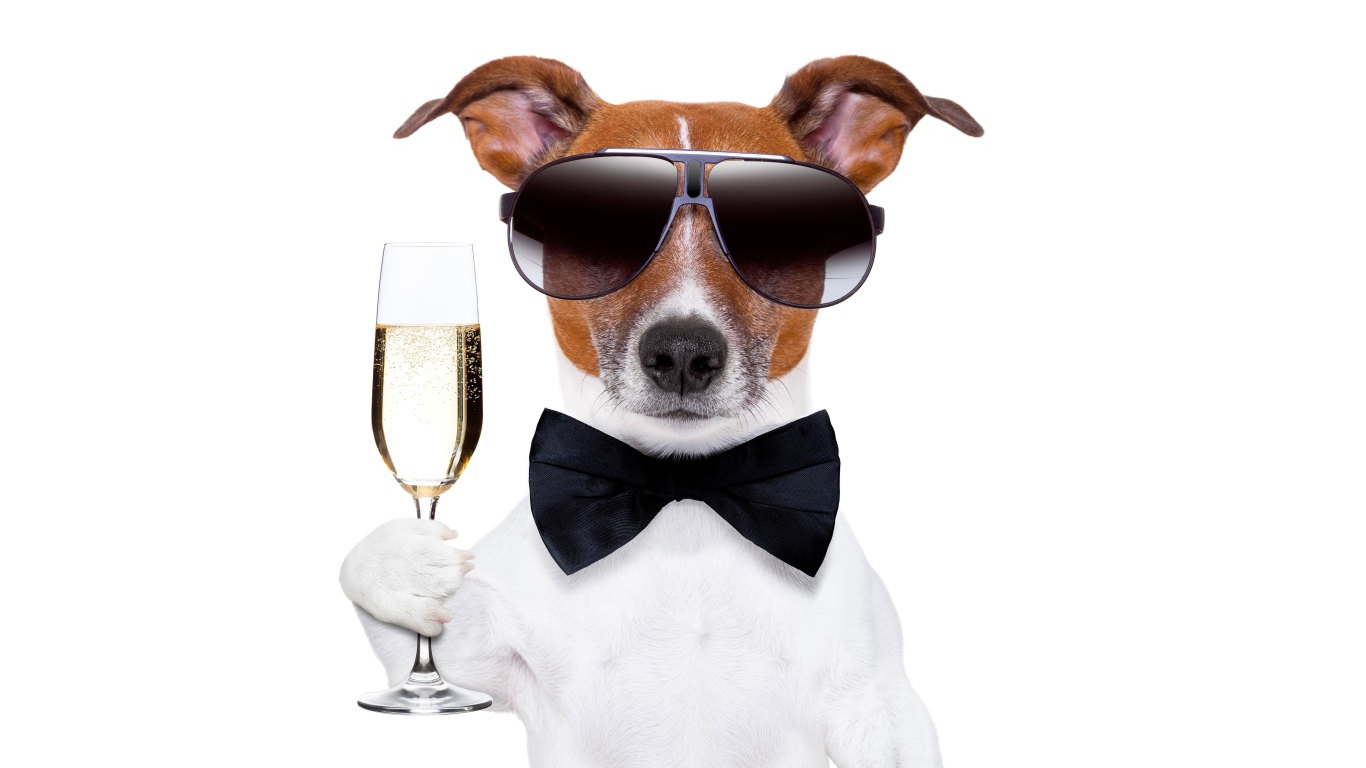 Jack Russell Terrier in glasses and bowtie with a glass in his hand on a white background.