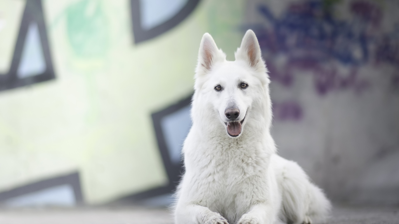 Большая белая овчарка с высунутым языком