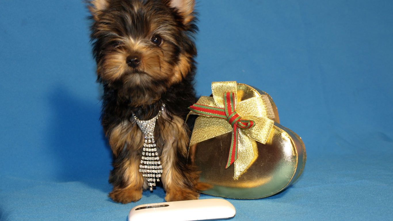 Маленький йоркширский терьер с коробкой на голубом фоне