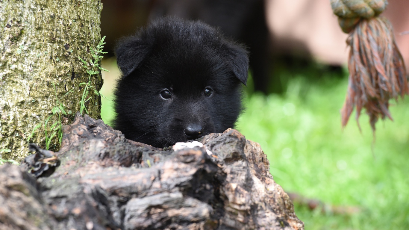 Маленький черный щенок бельгийской овчарки