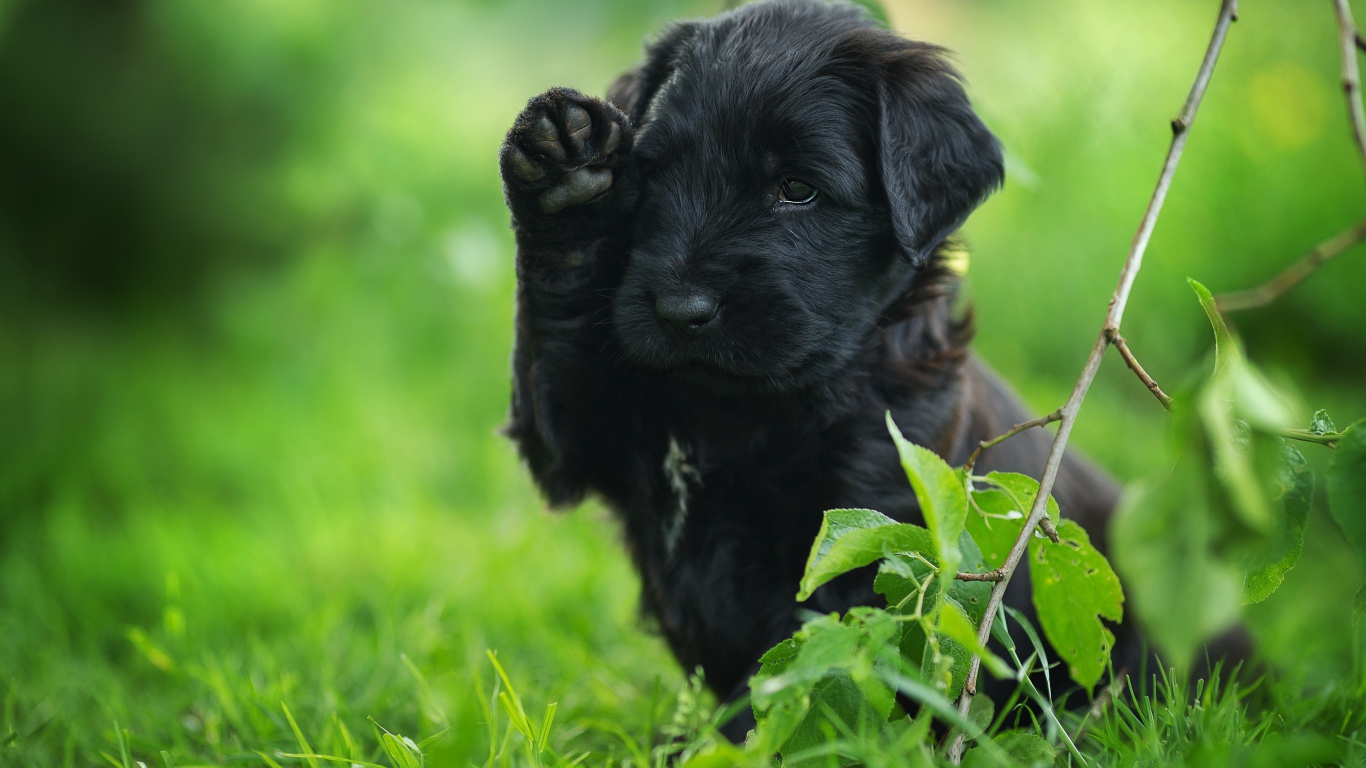 Маленький черный щенок с поднятой лапой сидит в зеленой траве