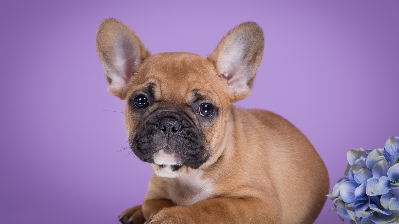 Маленький щенок французского бульдога на сиреневом фоне