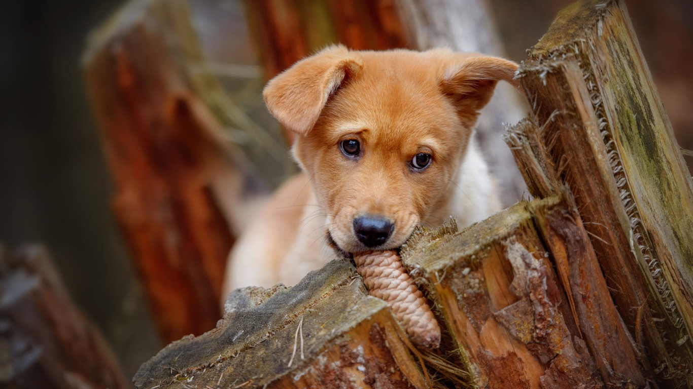 Маленький рыжий щенок грызет шишку