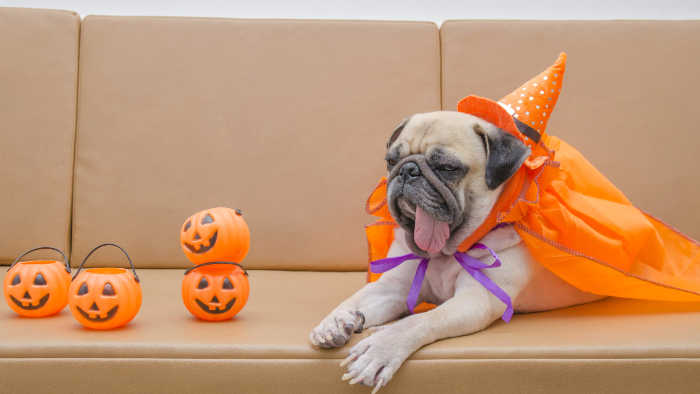 Мопс костюме на Хэллоуин лежит на диване