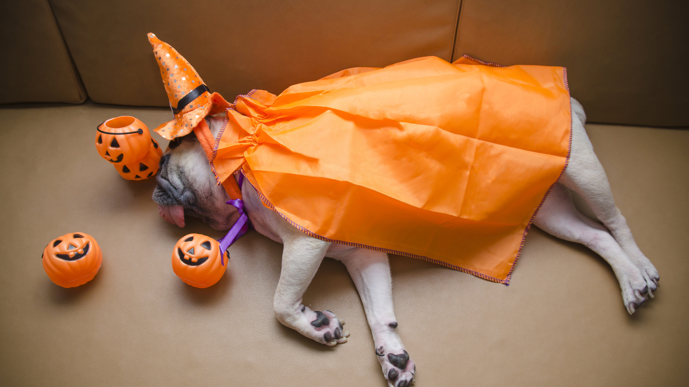 Мопс в костюме спит на диване с тыквами