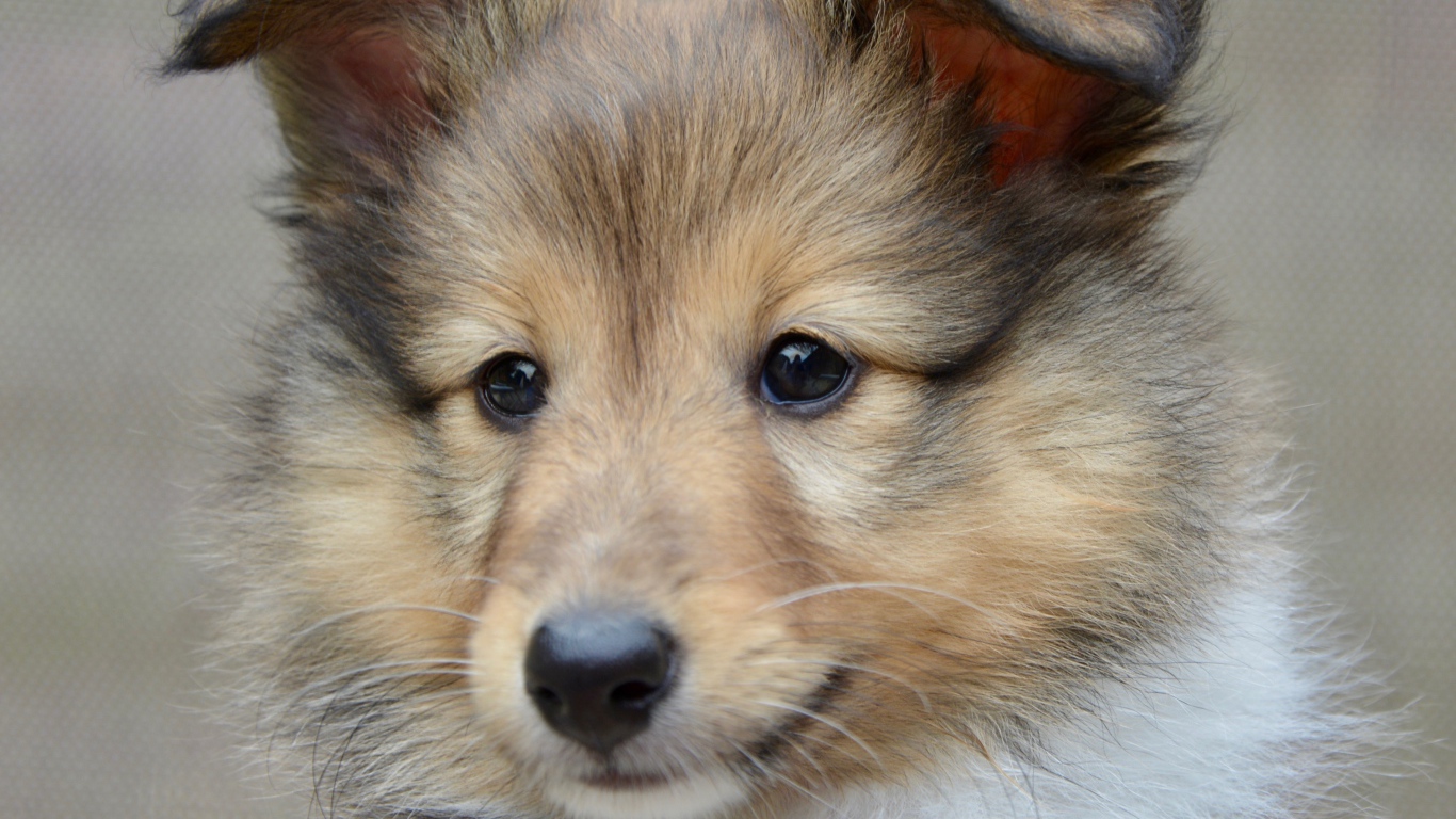 Щенок породы шетландская овчарка морда крупным планом