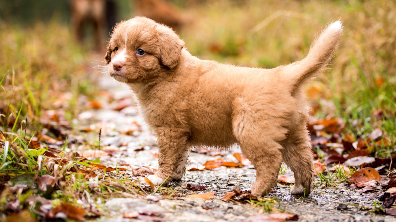 Рыжий щенок Новошотландского  ретривера на дороге осенью