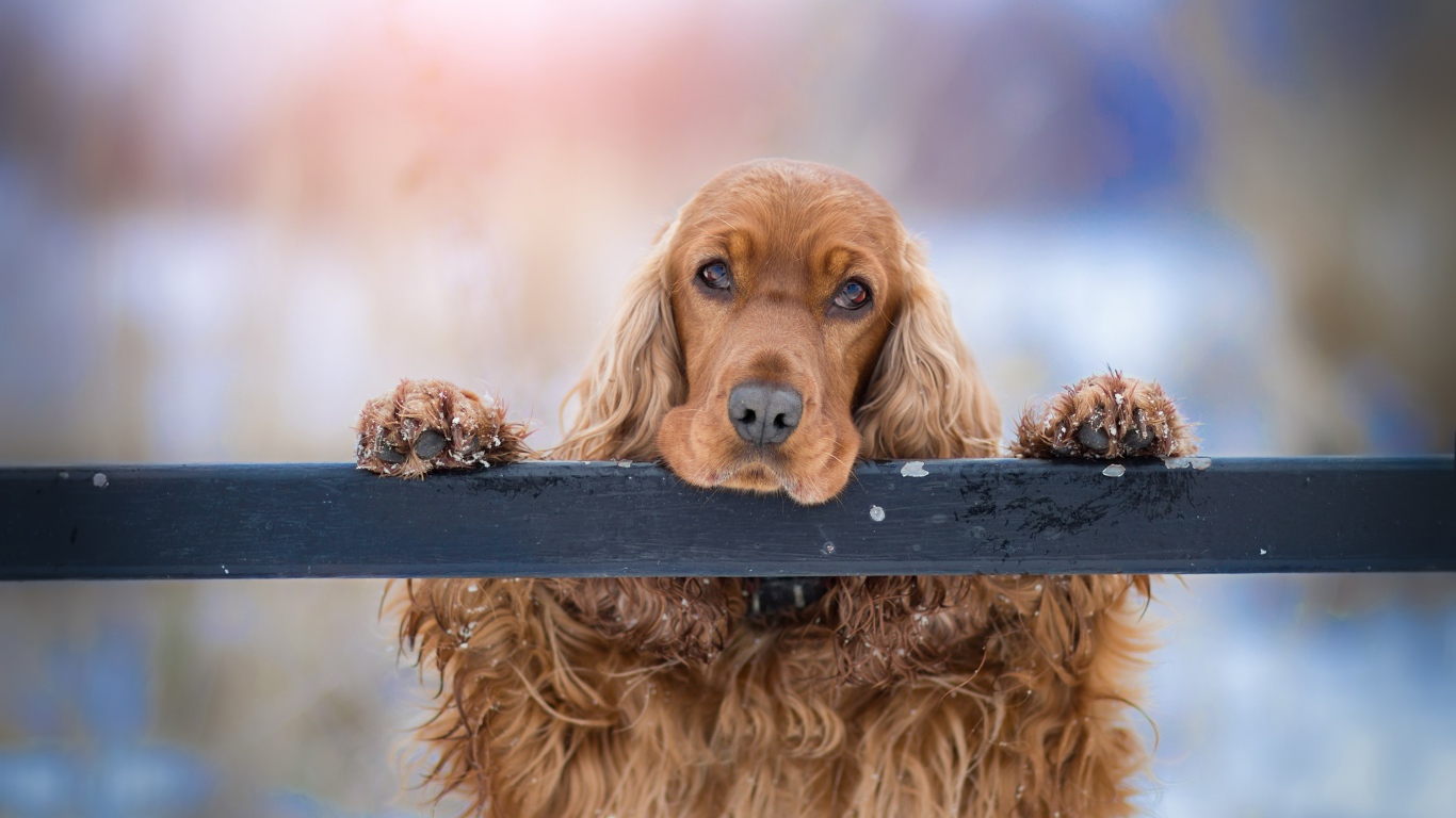 Грустный коричневый спаниель у забора 