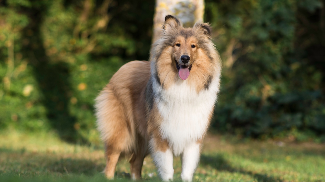 Собака породы шелти с высунутым языком