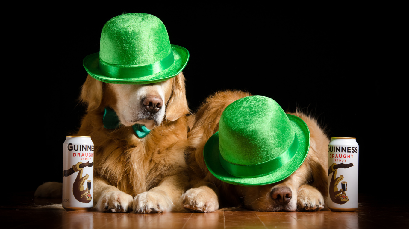 Два золотистых ретривера в зеленых шляпах