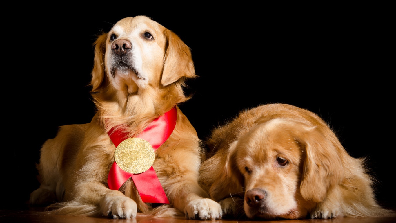 Два золотистых ретривера на полу на черном фоне