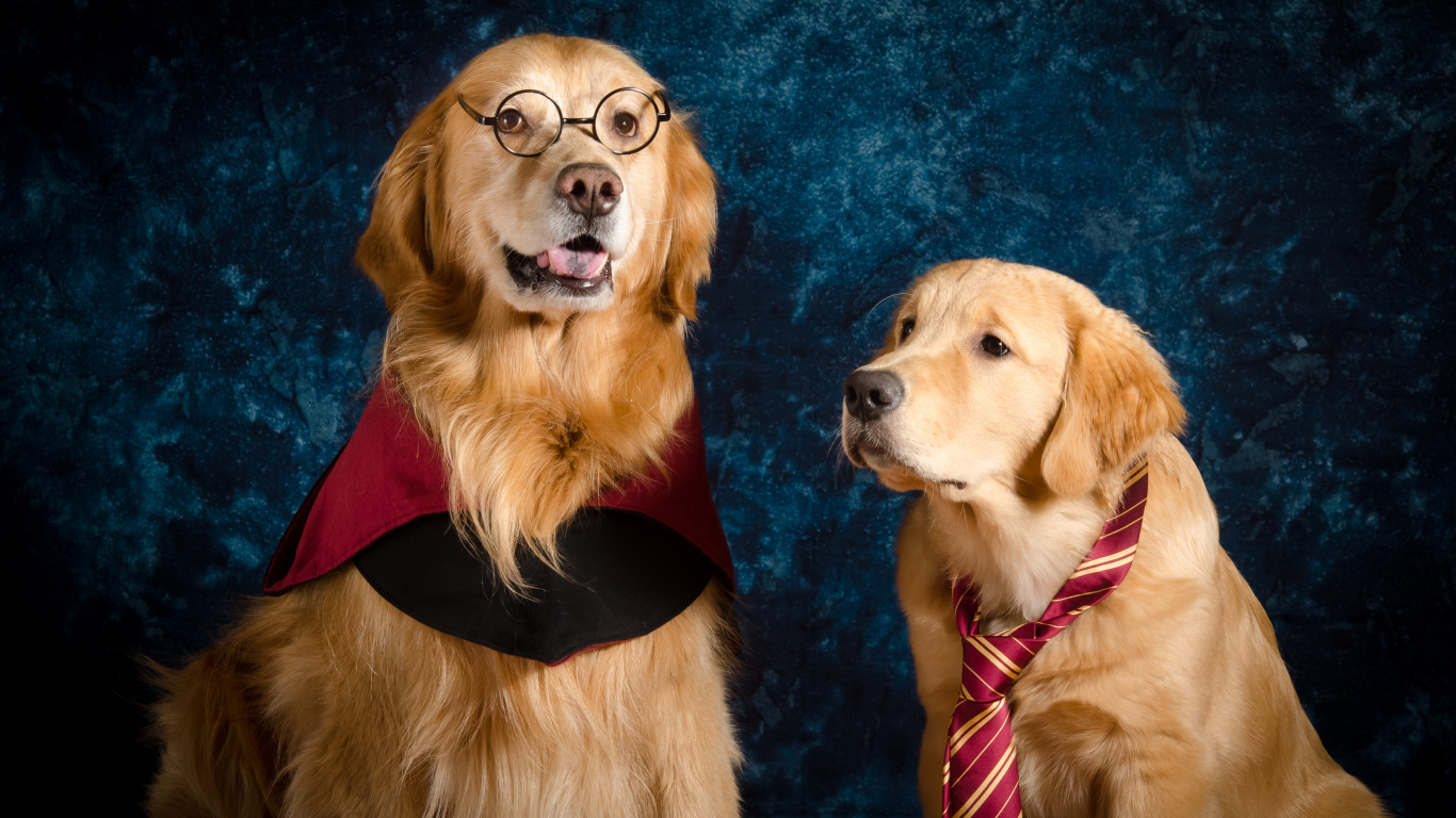 Два золотистых ретривера сидят на фоне синей стены 