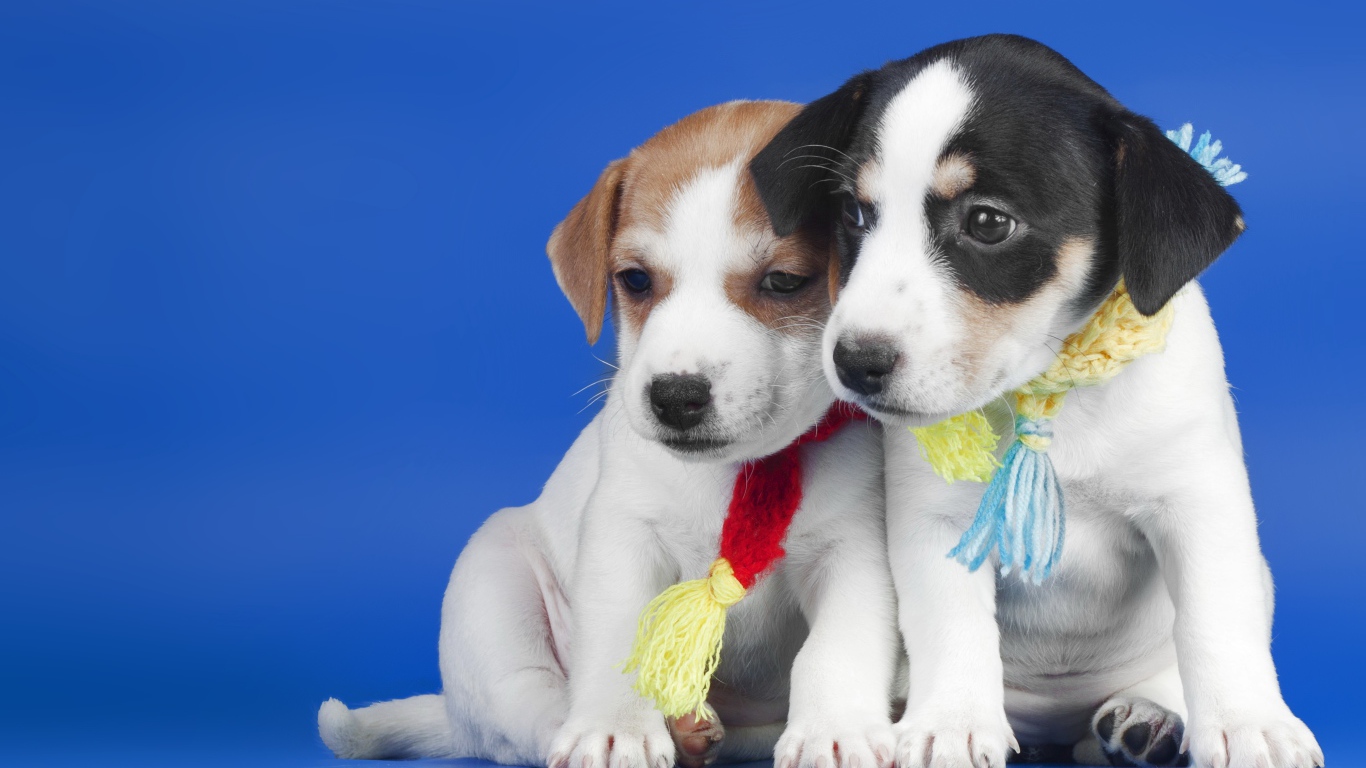 Два маленьких милых щенка на синем фоне