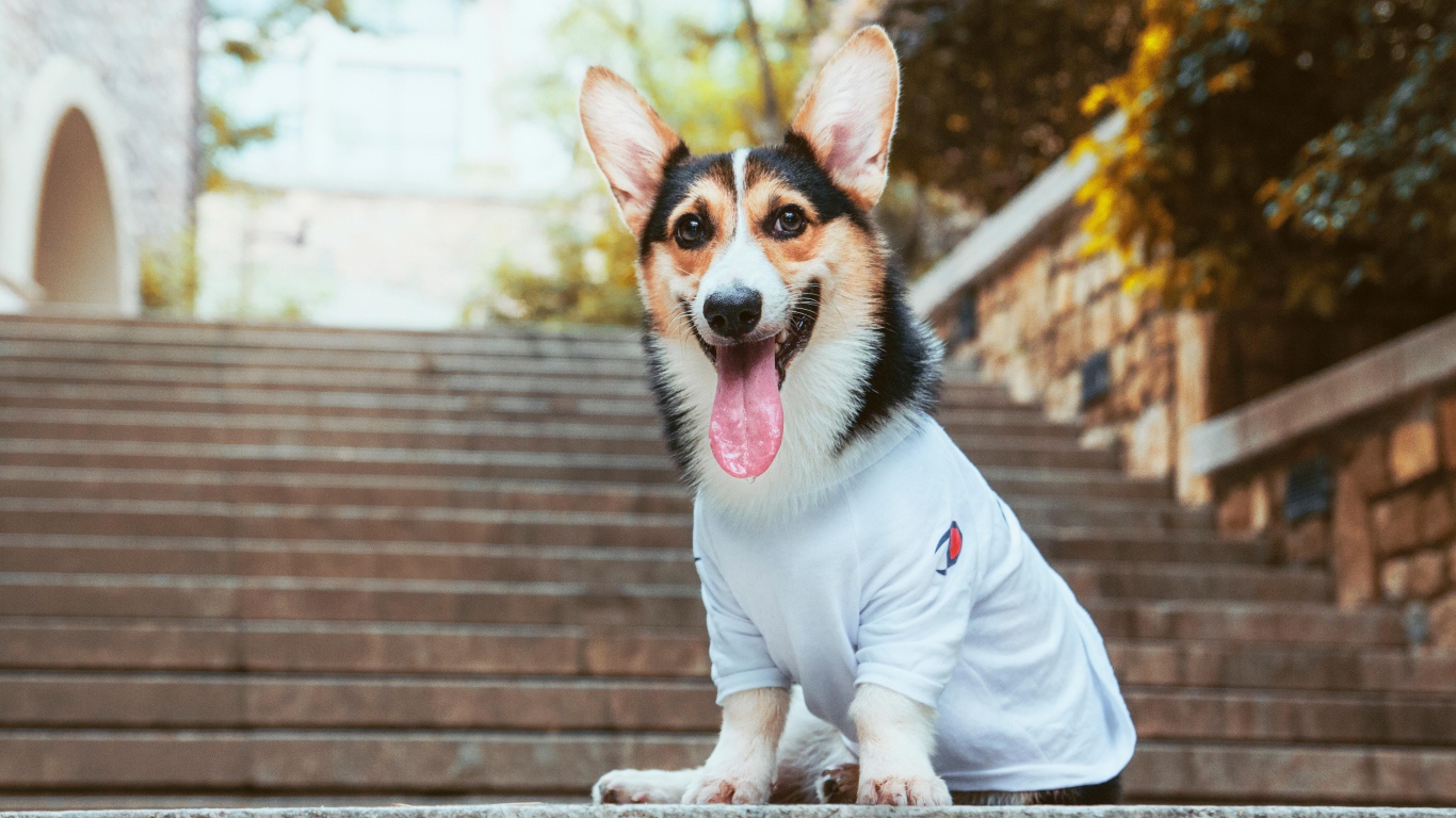 Вельш корги с высунутым языком сидит на ступеньках
