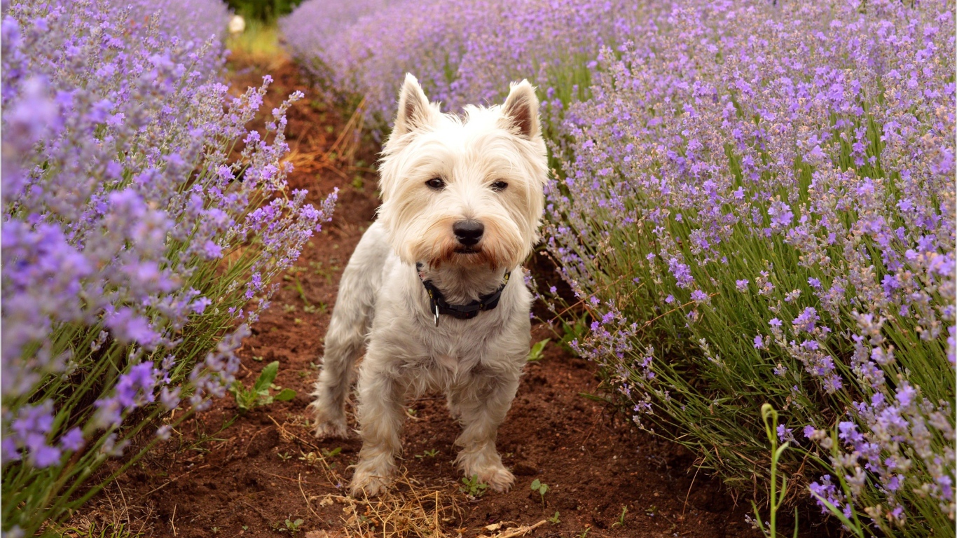 West Highland White Terrier stands on the path of lavender flowers