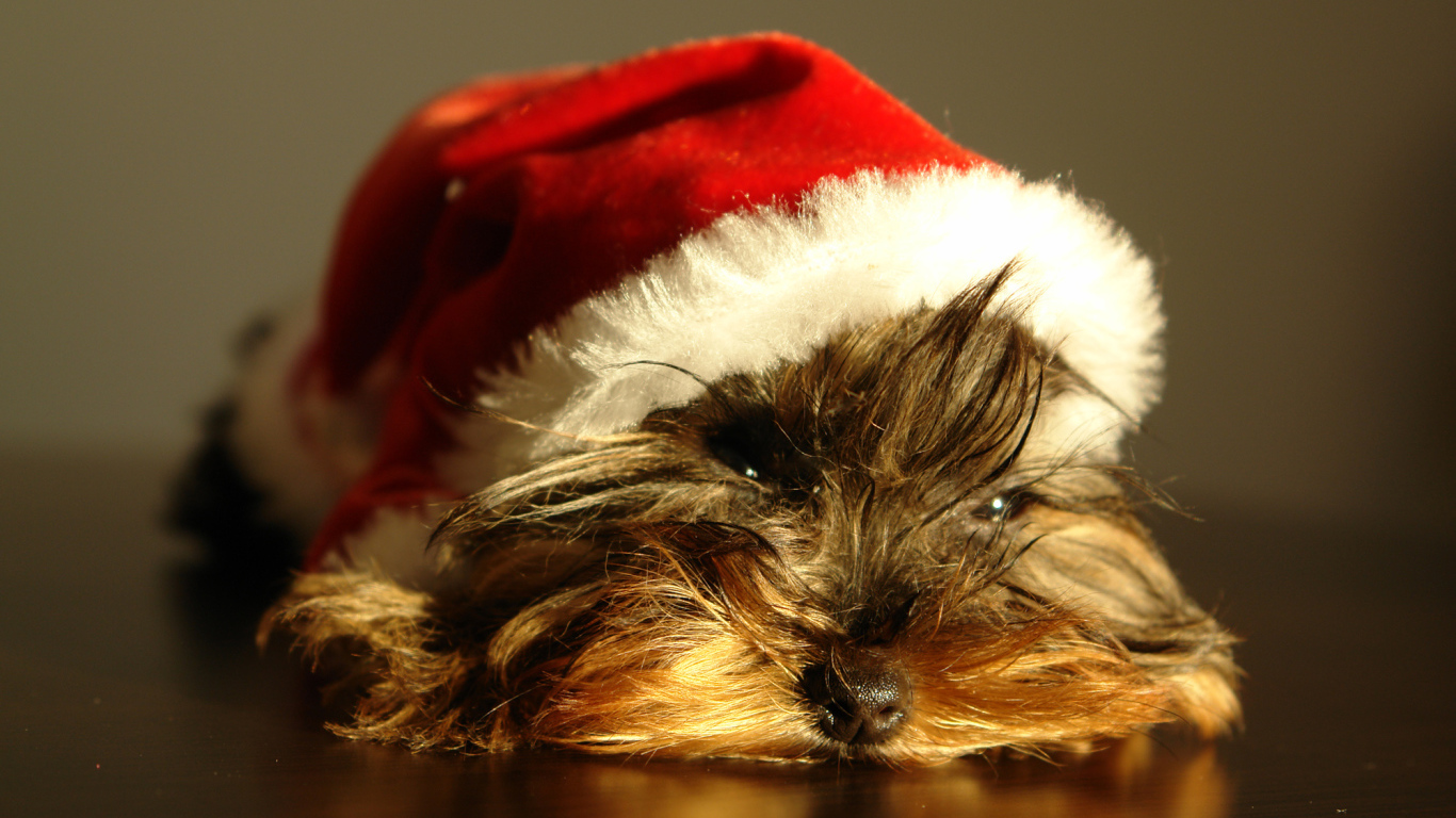 Йоркширский терьер в новогодней шапке 